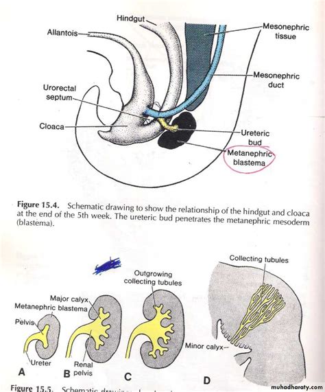 glande skene femme|Exploring the Female Prostate: Skenes Glands Unveiled